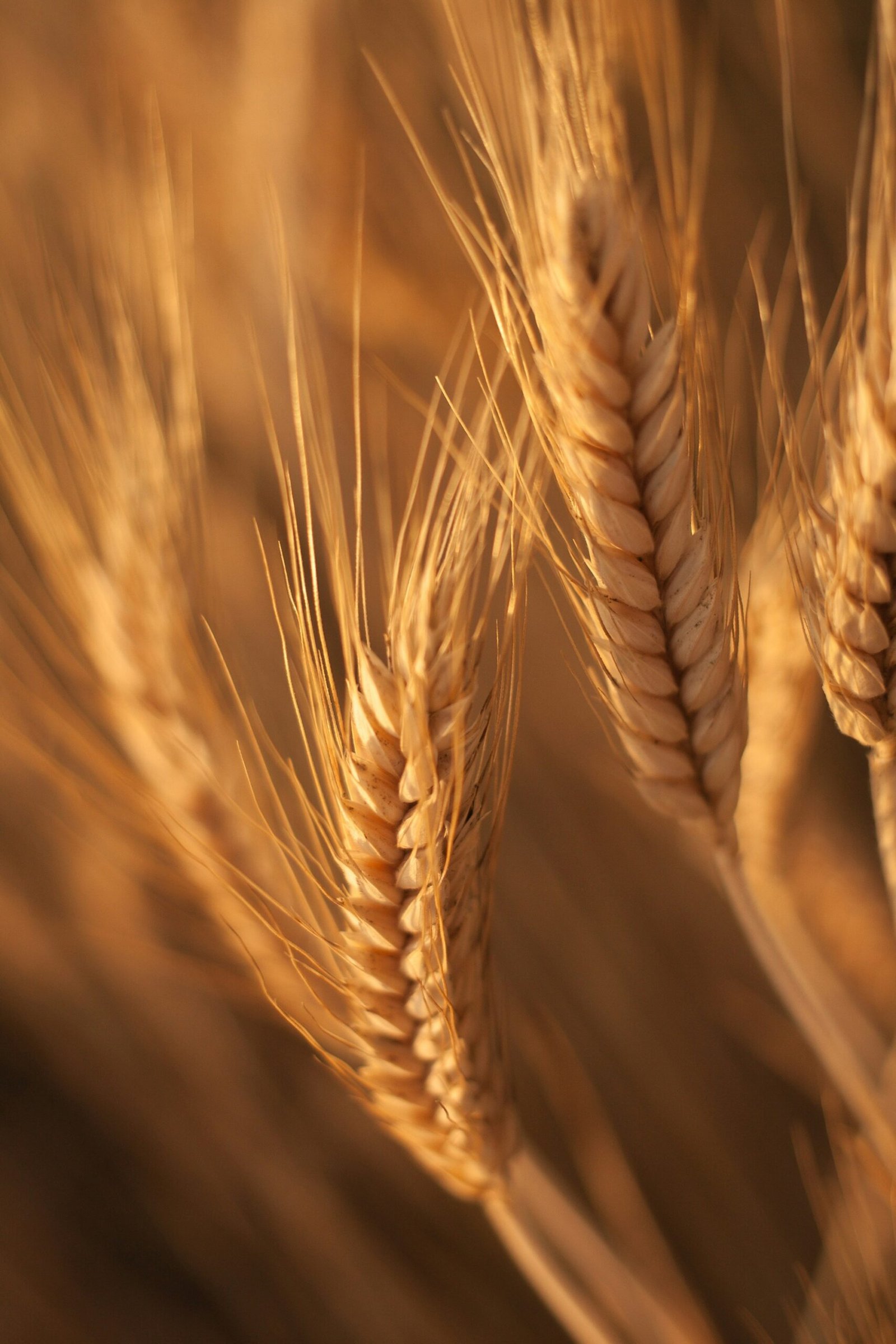 Agriculture 2